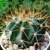 Melocactus _oreas _ssp.oreas _GC387.01 _01